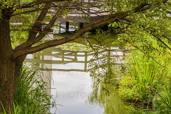 Overhanging tree branches by a pond with reflections and vibrant green grass at waterside, in South Korea