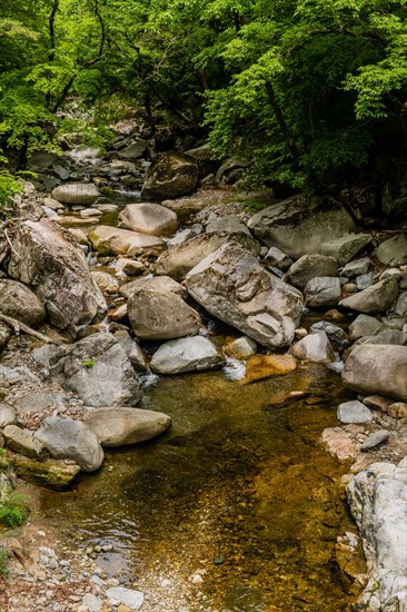 A stream runs through a shaded forest with clear water and rock formations, in South Korea