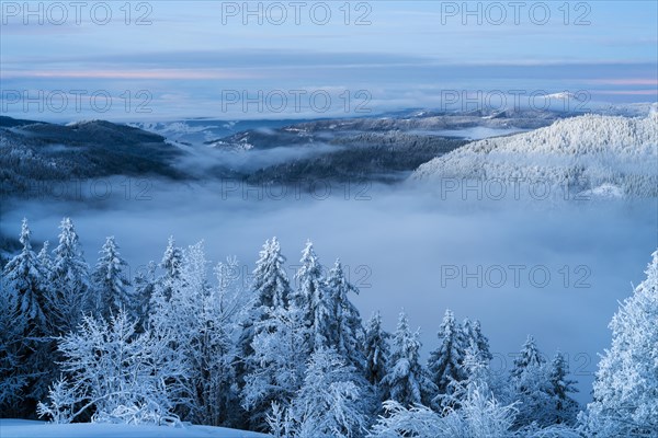 Winter on the Feldberg in front of sunrise, Breisgau-Hochschwarzwald district, Baden-Wuerttemberg, Germany, Europe