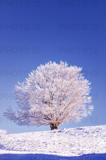Snow covered tree on Mount Saleve, Haute-Savoie, France, Europe
