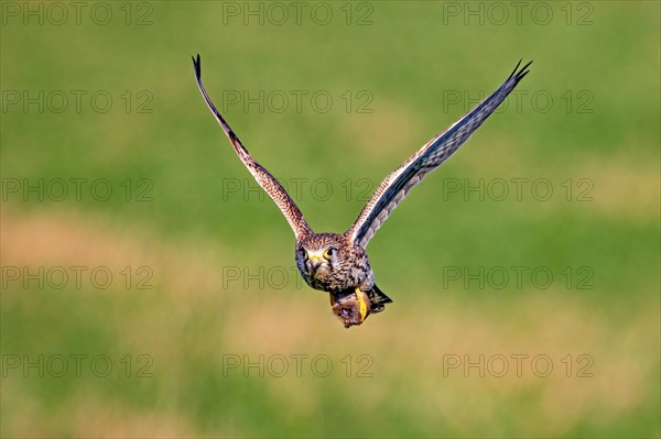 A bird of prey is captured in flight against a blurred green background, Falco tinnuculus, Kestrel, Wagbachniederung
