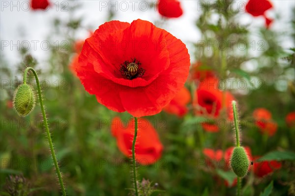 Bright red poppies with green stems and buds in a field, poppy, Papaver