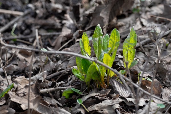 Wild sorrel, young green plant breaking through old brown leaves on the ground, Magdeburg, Saxony-Anhalt, Germany, Europe