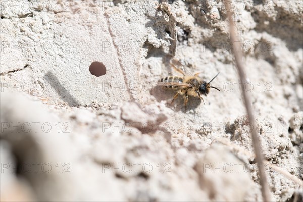 Common sand bee (Andrena flavipes), sitting at the entrance to its ground nest, Sielmanns Naturlandschaft Doeberitzer Heide, Germany, Europe