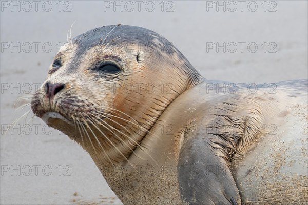 Close-up of a seal with focus on the eyes and whiskers