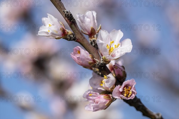 Almond blossom (Prunus dulcis), Gimmeldingen, Rhineland-Palatinate- Germany