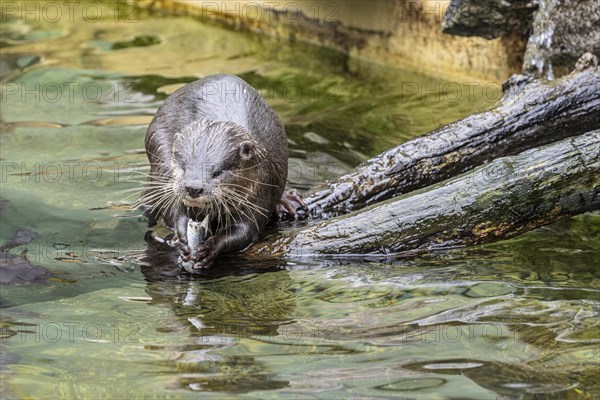 Dwarf otter, Asian oriental small-clawed otter (Aonyx cinerea), Heidelberg Zoo, Baden-Wuerttemberg, Germany, Europe