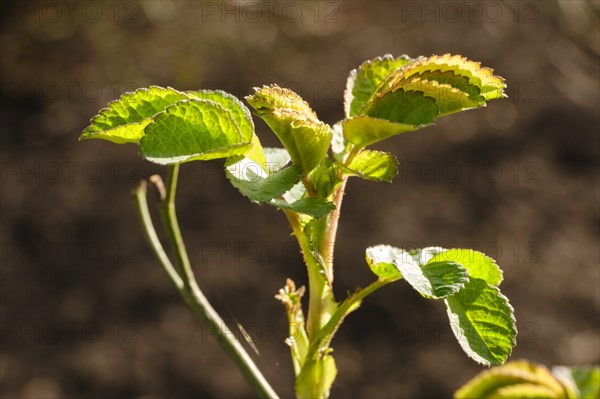 Branch with leaves of Portland rose, fresh shoots, close-up, North Rhine-Westphalia, Germany, Europe