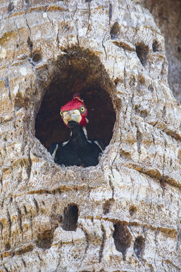 Crimson-crested woodpecker (Campephilus melanoleucos) Pantanal Brazil