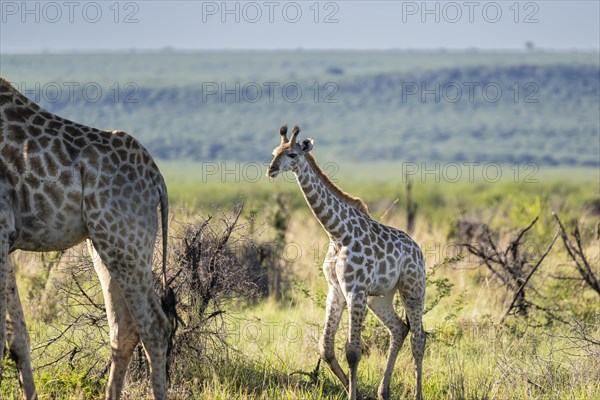 Southern giraffe (Giraffa giraffa) baby, Madikwe Game Reserve, North West Province, South Africa, RSA, Africa