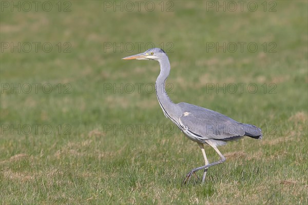 Grey heron (Ardea cinerea) striding across a meadow, Wildlife, Animals, Birds, Siegerland, North Rhine-Westphalia, Germany, Europe