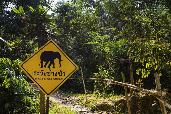 Beware of elephants in the rainforest in Khao Sok National Park, elephant, Asian elephant, road sign, warning sign, warning, caution, forest, danger, jungle, trekking, nature, natural landscape, environment, travel, active holiday, holiday, outdoor, hiking, hiking trail, nature reserve, Thailand, Asia