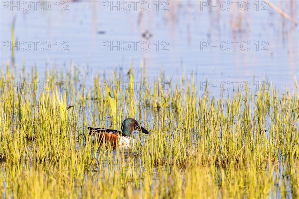 Northern shoveler (Spatula clypeata) swimming among green water plants by the lakeshore