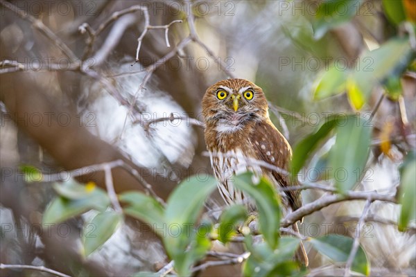 Brazilian Pygmy Owl Claucidium brasilianum) Pantanal Brazil