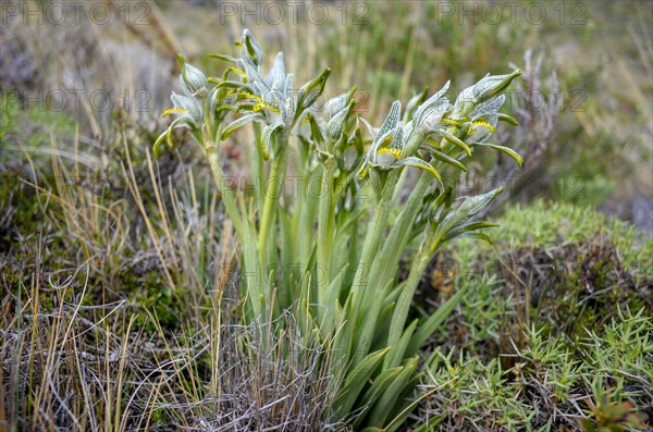 Porcelain orchid (Chloraea magellanica) in Perito Moreno National Park, Patagonia, Argentina, South America