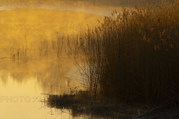 Riparian forest, morning mood, ice, water, reeds, Lower Austria