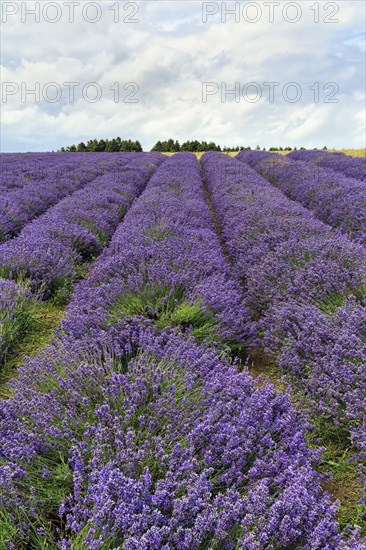 Lavender (Lavandula), lavender field on a farm, Cotswolds Lavender, Snowshill, Broadway, Gloucestershire, England, Great Britain