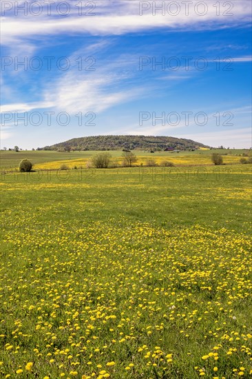 Blooming dandelions in a meadow with Alleberg table mountain that are part of the UNESCO Global Geopark, Alleberg, Falkoeping, Sweden, Europe