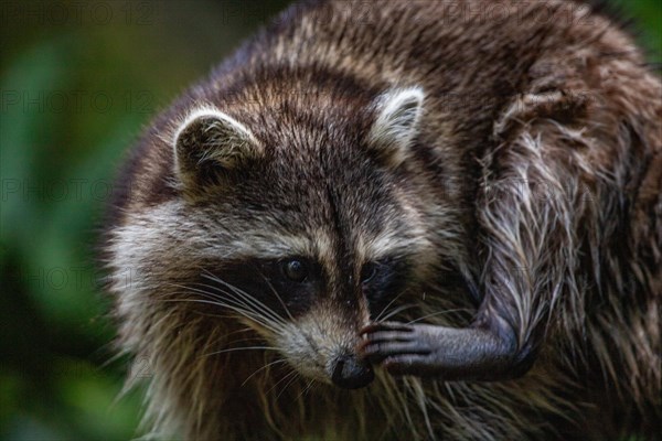 Raccoon in natural environment, close-up, portrait of the animal on Guadeloupe au Parc des Mamelles, in the Caribbean. French Antilles, France, Europe