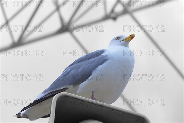 Herring Gull (Larus argentatus), Kuehlungsborn, Mecklenburg-Western Pomerania, Germany, Europe