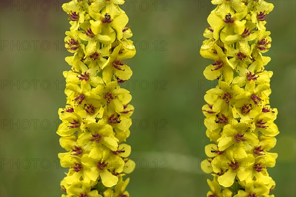 Great mulleins (Verbascum thapsus) Close up, Bavaria, Germany, Europe