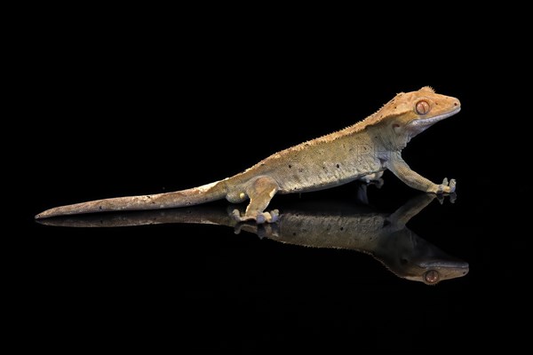 New Caledonian eyelash gecko (Correlophus ciliatus), adult, captive, New Caledonia, Oceania