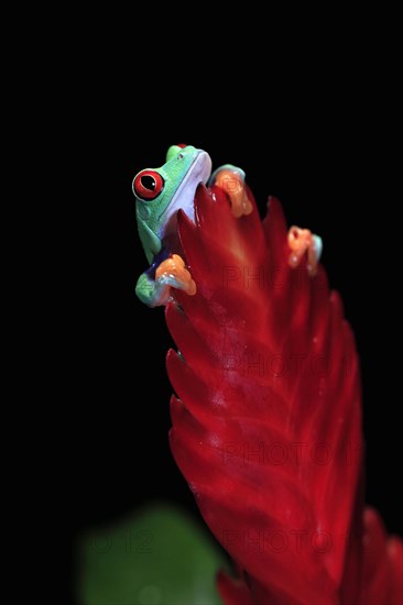 Red-eyed tree frog (Agalychnis callidryas), adult, on bromeliad, captive, Central America