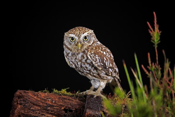 Little owl (Athene noctua), (Tyto alba), adult, on tree trunk, at night, vigilant, Lowick, Northumberland, England, Great Britain