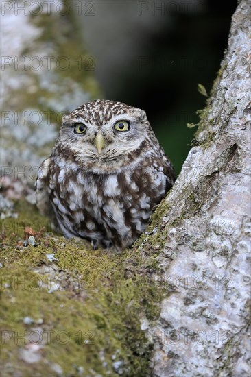 Little owl (Athene noctua), (Tyto alba), adult, on tree trunk, alert, portrait, Lowick, Northumberland, England, Great Britain