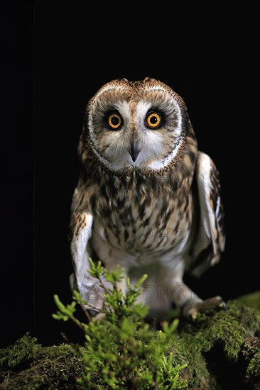 Short-eared owl (Asio flammeus), adult, at night, perch, Great Britain