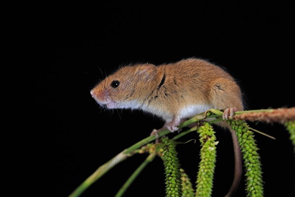 Eurasian harvest mouse (Micromys minutus), adult, on plant stalks, ears of corn, foraging, at night, Scotland, Great Britain