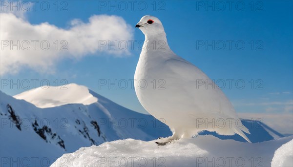 KI generated, A rock ptarmigan foraging in winter, white plumage, (Lagos muta), pheasants