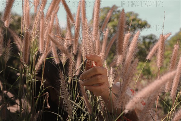 A hand gently touches tall grasses in a field bathed in soft sunlight