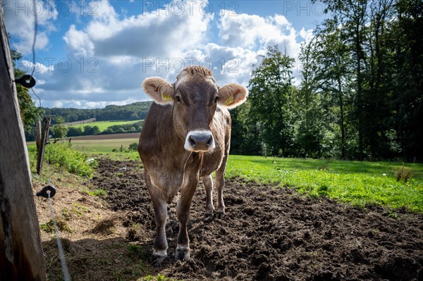 Curious cow on a pasture looks into the camera, Windrather Tal, Velbert-Langenberg, Mettmann, Bergisches Land, North Rhine-Westphalia