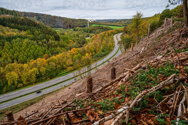 Autumn landscape with deforested area next to a winding road, Bergisches Land, North Rhine-Westphalia