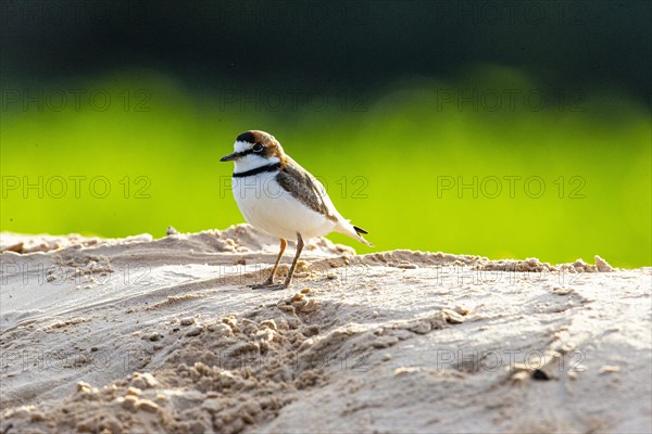 Slender-billed plover (Anarhynchus collaris) Pantanal Brazil