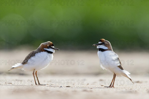 Slender-billed plover (Anarhynchus collaris) Pantanal Brazil