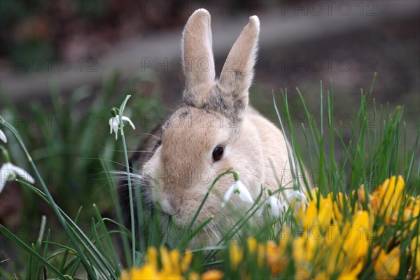 Rabbit (Oryctolagus cuniculus domestica), pet, hare, garden, spring, flowers, Easter, close-up of a domestic rabbit amidst yellow crocuses and snowdrops