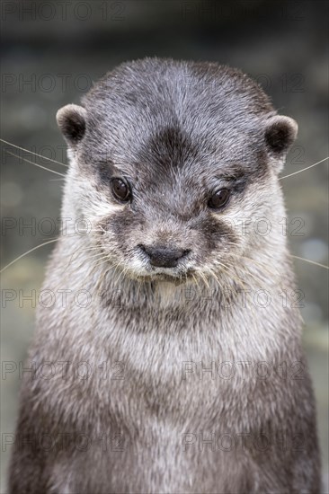 Dwarf otter, Asian oriental small-clawed otter (Aonyx cinerea), Heidelberg Zoo, Baden-Wuerttemberg, Germany, Europe