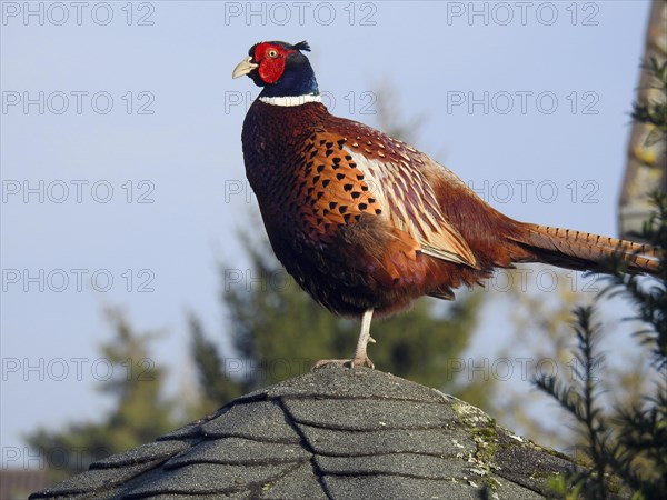 A colourful pheasant stands on a house roof in front of a clear blue sky, Hunting Pheasant (Phasianus colchicus), Ilsede, Lower Saxony, Germany, Europe