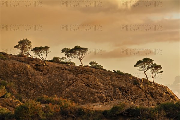 Silhouetted trees on a hillside against a warm sunset sky, Peguera, Mallorca