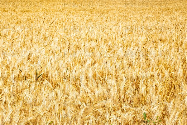 Extensive wheat field with golden-coloured, ripe ears of wheat