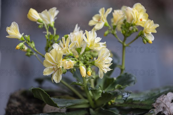 Bitterroot (Lewisia cotyledon), Emsland, Lower Saxony, Germany, Europe