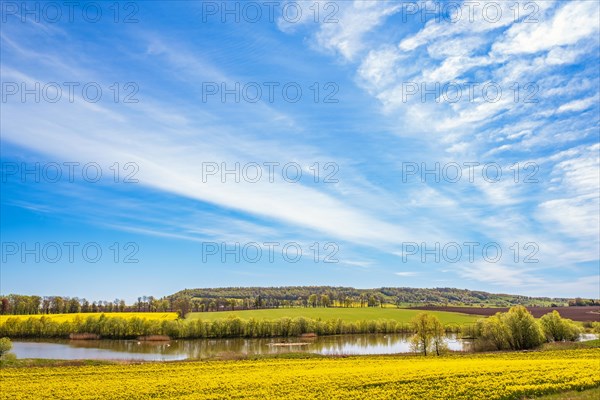 View at a lake in an agricultural landscape with flowering rapeseed in the fields and a table mountain that is part in the Unesco Global Geopark, Alleberg, Falkoeping, Sweden, Europe