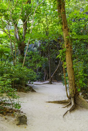 Trekking trail at Maya Bay on Ko Phi Phi Don, jungle, rainforest, beach, holiday, beach holiday, holiday paradise, paradise, tourism, tropical, tropics, idyllic, island, landscape, nature, Ko Phi Phi, Thailand, Asia