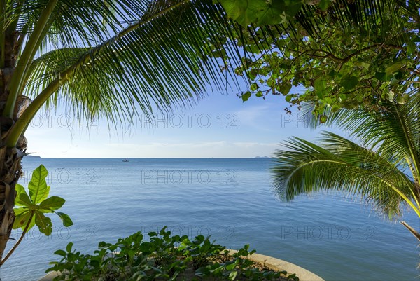 Sea view with palm tree at Maenam beach on Koh Samui, island, palm tree, water travel, holiday, tourism, nobody, empty, sea, ocean, symbol, symbolic, weather, beautiful, lovely, idyllic, idyllic, calm, quiet, calmness, relaxed, holiday feeling, longing, exotic, seascape, seascape, destination, beach holiday, beach holiday, paradise, holiday paradise, Thailand, Asia