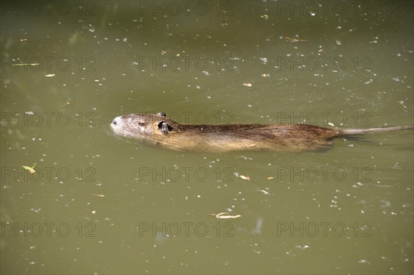 Coypu swimming in Seugne