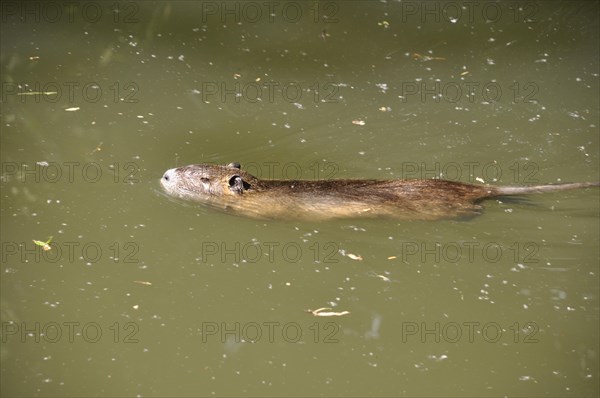 Coypu swimming in Seugne