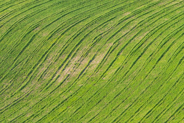 Traces on a cultivated area, Crete Senesi, Province of Siena, Tuscany, Italy, Europe