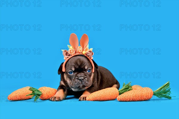 Tan French Bulldog dog puppy dressed up as Easter bunny with rabbit ears headband and carrots on blue background with copy space